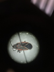 Melacoryphus admirabilis