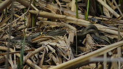 Natrix natrix