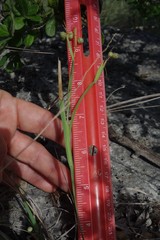 Sisyrinchium chilense