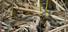 Natrix natrix