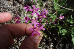 Zeltnera beyrichii