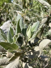 Eriodictyon trichocalyx