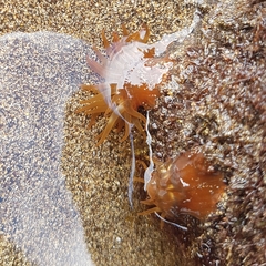 Anemonia sargassensis