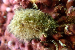 Dolabrifera dolabrifera