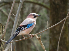 Garrulus glandarius