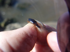 Platyninae