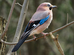 Garrulus glandarius