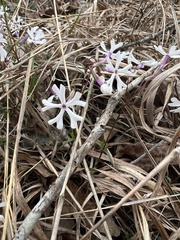 Phlox bifida