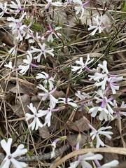 Phlox bifida