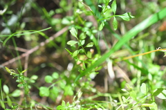 Cardamine oligosperma