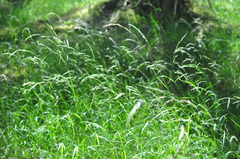 Melica subulata