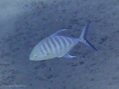 Ferdauia ferdau