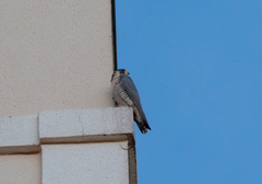 Falco peregrinus