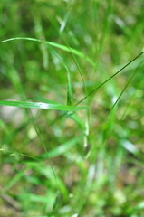 Melica subulata