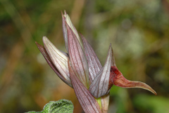 Serapias nurrica