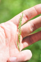 Melica subulata