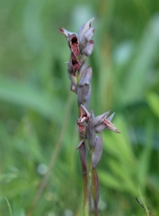Serapias nurrica