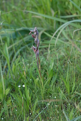 Serapias nurrica