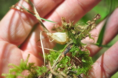 Melica subulata