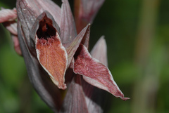 Serapias nurrica