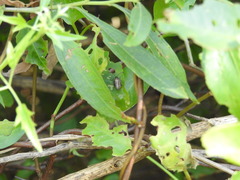 Disonycha bicarinata