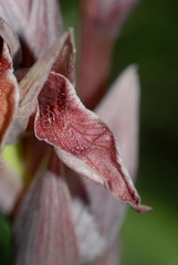 Serapias nurrica