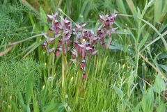 Serapias × ambigua