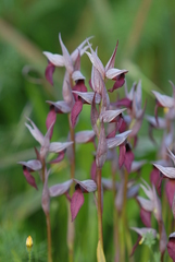 Serapias × ambigua