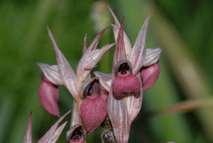 Serapias × ambigua