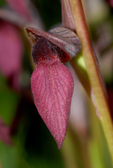 Serapias × ambigua