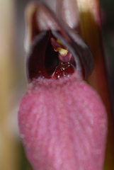 Serapias × ambigua