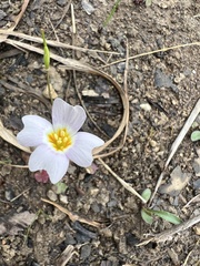 Leavenworthia