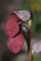 Serapias × ambigua