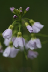 Cardamine pratensis