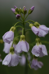 Cardamine pratensis