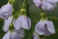 Cardamine pratensis