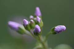 Cardamine pratensis