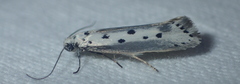 Ethmia terminella