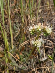 Phacelia imbricata imbricata