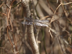 Epitheca petechialis