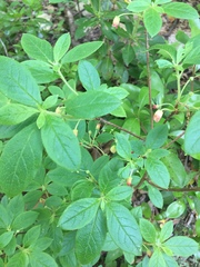 Rhododendron pilosum