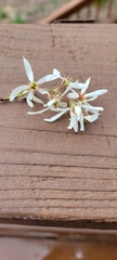 Amelanchier arborea arborea