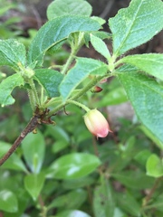 Rhododendron pilosum