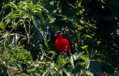 Laniarius erythrogaster