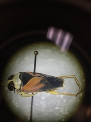 Notonecta lobata