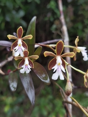 Epidendrum exasperatum