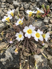 Leavenworthia