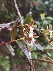 Epidendrum exasperatum