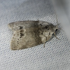 Polygrammate cadburyi
