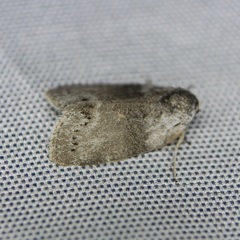 Polygrammate cadburyi